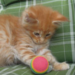 Kocurek Maine Coon