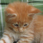 Kocurek Maine Coon