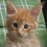 Kocurek Maine Coon