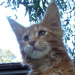 Kocurek Maine Coon