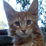 Kocurek Maine Coon