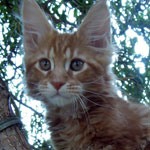 Kocurek Maine Coon