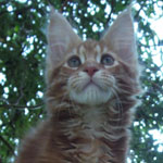 Kocurek Maine Coon