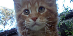 Kocurek Maine Coon