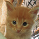 Kocurek Maine Coon