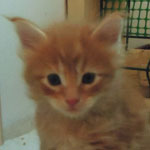 Kocurek Maine Coon