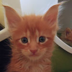 Kocurek Maine Coon