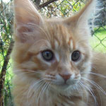 Kocurek Maine Coon