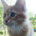 Kocurek Maine Coon