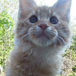 Kocurek Maine Coon