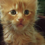 Kocurek Maine Coon