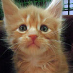 Kocurek Maine Coon