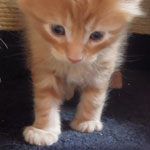 Kocurek Maine Coon
