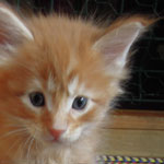 Kocurek Maine Coon