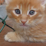 Kocurek Maine Coon