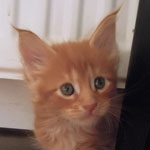 Kocurek Maine Coon