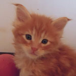 Kocurek Maine Coon