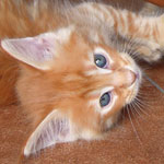 Kocurek Maine Coon