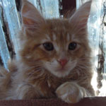 Kocurek Maine Coon