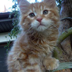 Kocurek Maine Coon