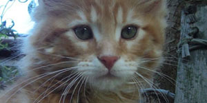 Kocurek Maine Coon