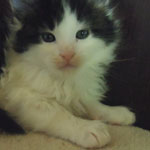 Kocurek Maine Coon