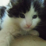 Kocurek Maine Coon