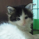 Kocurek Maine Coon