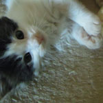 Kocurek Maine Coon
