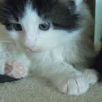 Kocurek Maine Coon