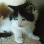 Kocurek Maine Coon