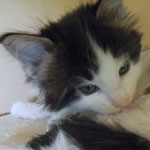 Kocurek Maine Coon