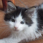 Kocurek Maine Coon