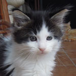 Kocurek Maine Coon