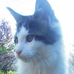 Kocurek Maine Coon