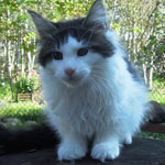 Kocurek Maine Coon