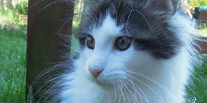 Kocurek Maine Coon