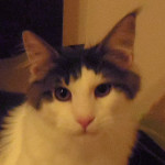 Kocurek Maine Coon