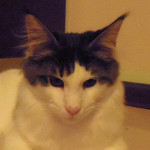 Kocurek Maine Coon
