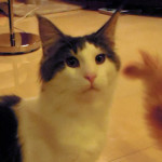 Kocurek Maine Coon