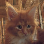 Kocurek Maine Coon