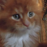 Kocurek Maine Coon