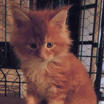 Kocurek Maine Coon