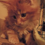 Kocurek Maine Coon