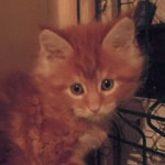 Kocurek Maine Coon