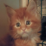Kocurek Maine Coon