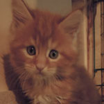 Kocurek Maine Coon