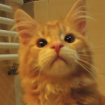 Kocurek Maine Coon