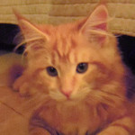 Kocurek Maine Coon
