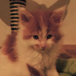 Kocurek Maine Coon